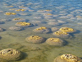 Estromatolitos en la costa de Australia