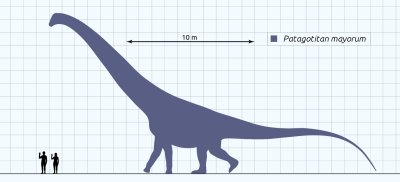 Comparación del tamaño de un hombre adulto promedio y un ejemplar de Patagotitan mayorum