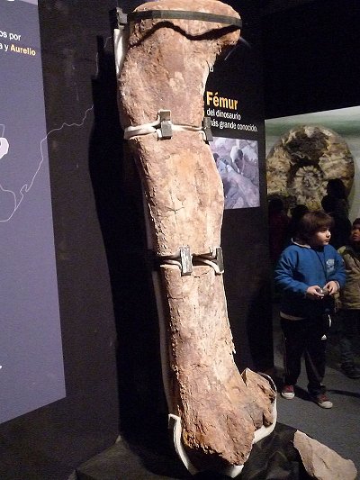 El fémur exhibido en el Museo Egidio Feruglio, de Trelew.