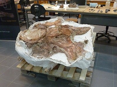 Vértebra Patagotitan