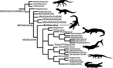 Genealogía del cocodrilo