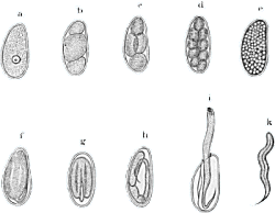 Oxiuros