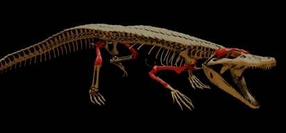 Reconstrucción del Burkesuchus mallingrandensis