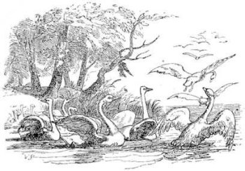 Cisnes