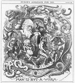 Caricatura de Darwin publicada a fines de 1881