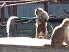 Cognición Animal