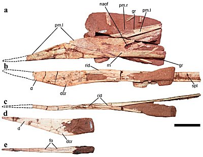 Cráneo y mandíbulas inferiores del gen Keresdrakon vilsoni