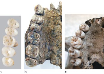 Dentadura de H. Iuzonensis, H. Herectus y H. Sapiens / © Callao Cave Archaelogy Projet