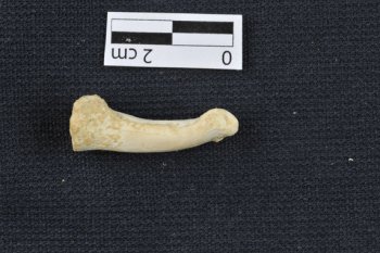 Falange del pie de Homo luzonensis