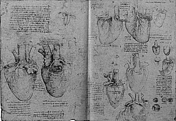 Los dibujos de Leonardo da Vinci detallaron la anatomía de muchos órganos, como el corazón.