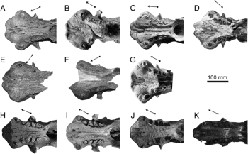 Osteología comparativa del cráneo de Oreomylodon wegneri (Xenarthra, Mylodontinae)