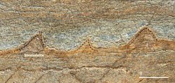 Vista transversal de un fragmento de roca en el que se pueden ver los estromatolitos de forma cónica de 3.700 millones de años de antigüedad./Yuri Amelin