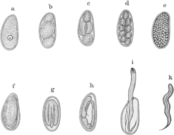 Oxiuros