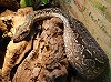 Boidae