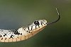 Colubridae