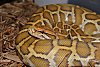 Pythonidae