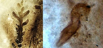 Ramita de conífera (izq.) y gusano tipo nematodo en movimiento 