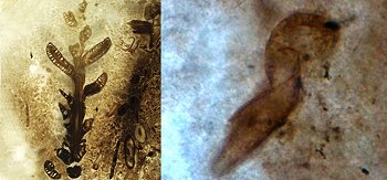 Ramita de conífera (izq.) y gusano tipo nematodo en movimiento
